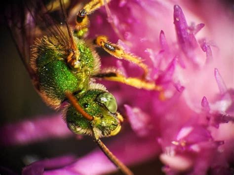 Do Sweat Bees Sting? - Beekeeping 101