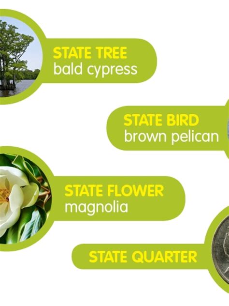 Louisiana State Flower Magnolia Facts | Best Flower Site