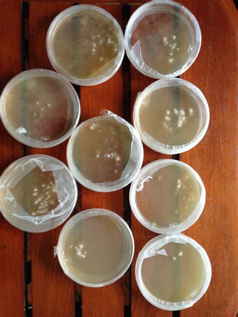 Germinating Spores Into Agar Mushroom Cultivation Shroomery