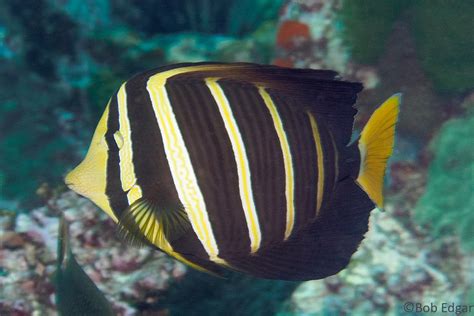 Zebrasoma veliferum (Bloch, 1795) – Solitary Islands Underwater ...