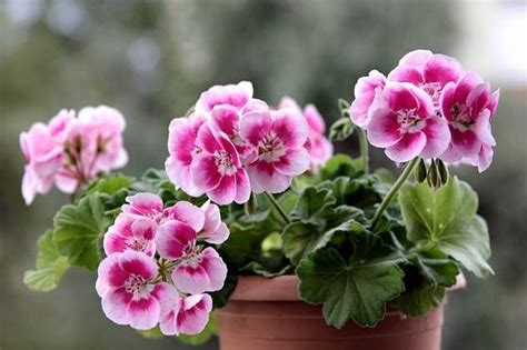 Geranium Care How To Grow Pelargonium