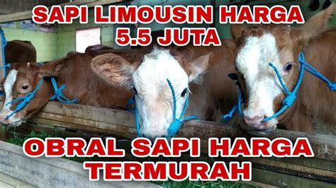 Obral Harga Sapi Termurah Sapi Pedet Limosin Harga Juta Youtube