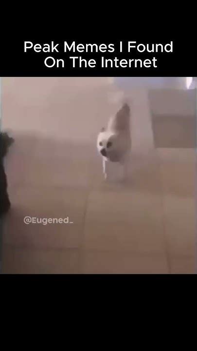 peak memes     internet  shorts memes funny youtube