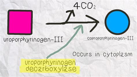 Heme Synthesis Pathway Youtube