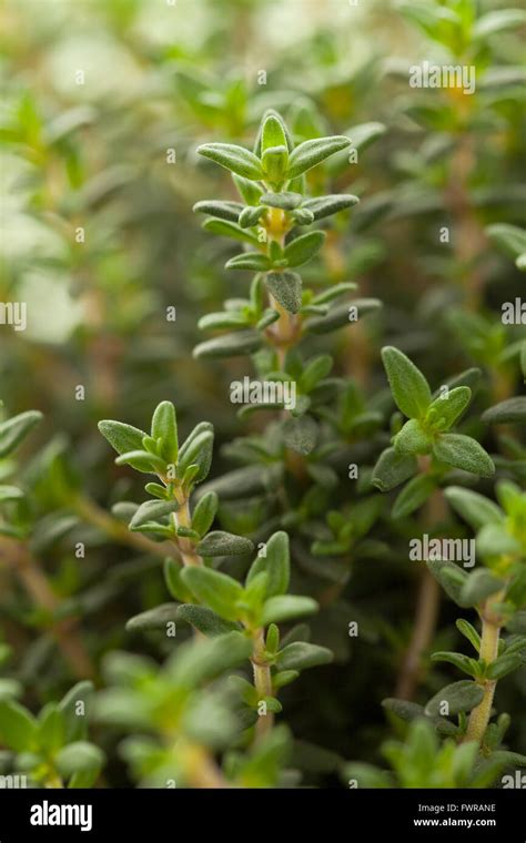 Fresh Green Thyme Plant Leaves Close Up Stock Photo Alamy