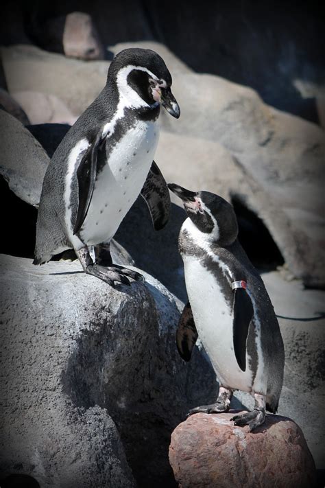 Gratis Billeder Natur Dyreliv Zoo Næb Fauna Pingvin Antarktis