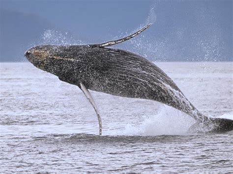 Whale | Species | WWF