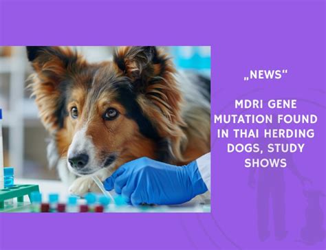 MDR1 Gene Mutation Found in Thai Herding Dogs, Study Shows 