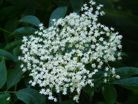 Elderflower Black Elder Blossom - Free photo on Pixabay