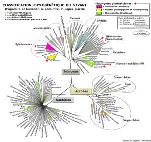 Classification Du Vivant Vive Les Svt Les Sciences De La Vie Et De