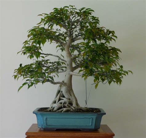 Stephen Cullum's Bonsai & Pottery: Post 42 Ficus root pruning