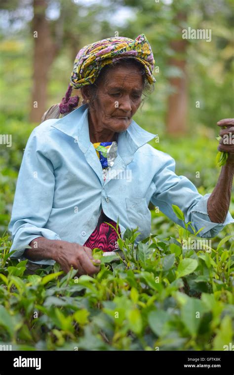 Tamilische Frau Aus Sri Lanka Bricht Teebl Tter Stockfotografie Alamy