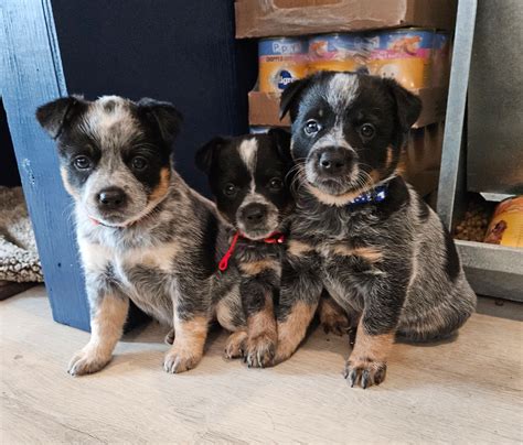 Blue Heeler Aussie Mix Puppies