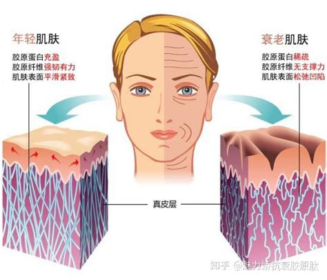 揭秘：无数女性都在喝的胶原蛋白的真实面目！ 知乎