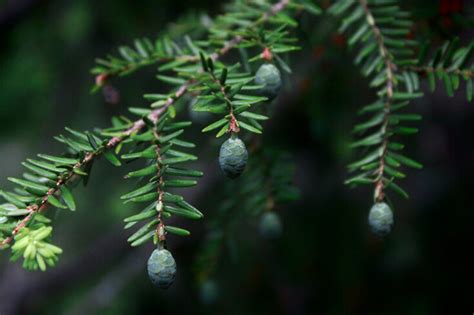 28 Types of Evergreen Trees You Should See in 2023