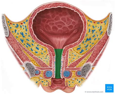 Deviated Meatus Male