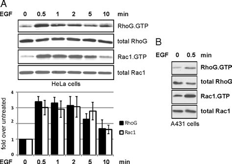 EGF induces rapid activation of RhoG and Rac1 in different cell types ... 