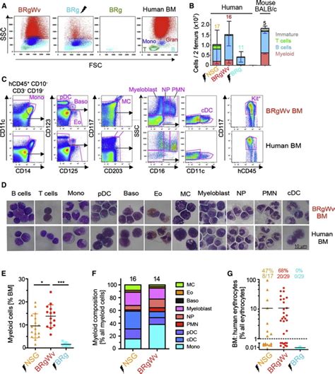 Kit Regulates HSC Engraftment Across The Human Mouse Species Barrier