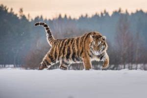 Perbedaan Harimau Siberia Dan Harimau Benggala Beserta Gambar Si