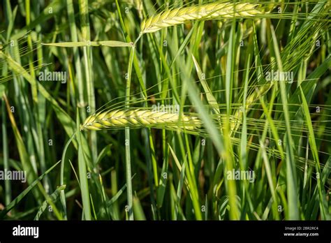 The Rye Green Growing In The Field Rye Ear Close Up Secale Cereale