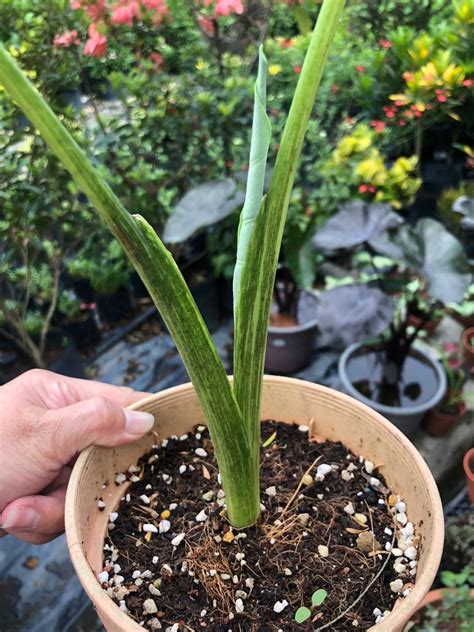 Tiger Stripe Colocasia Furniture Home Living Gardening Plants