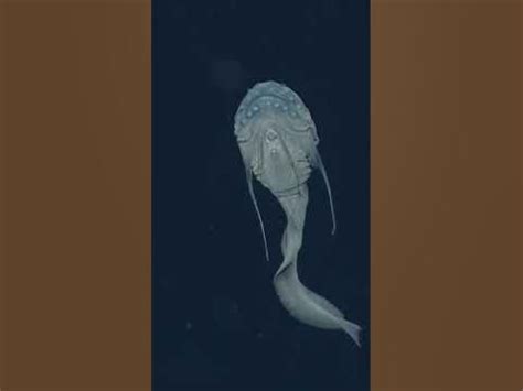 a jellyfish is swimming in the water at night with it's head turned to ...