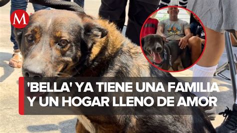 El emotivo viaje de Bella la perrita rescatada junto a un náufrago