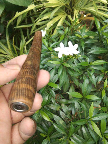 Jual Pipa Rokok Once Kayu Johar Galih Ngurak Di Lapak