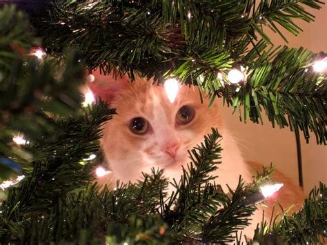 A Family Tree of Holidays - Christmas Trees: Christmas Tree Cats!