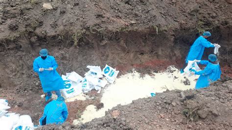 ARSA SEPA Y OIRSA Destruyen 20 Mil Kilos De Arroz Contaminado Diario