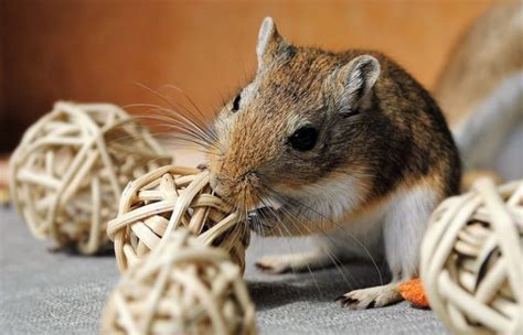 Jerbo Características alimentación comportamiento mascota Animales