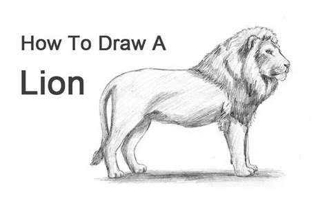 How To Draw A Lion