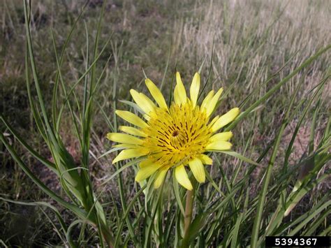 Western Salsify Tragopogon Dubius