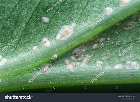 211 Albugo Candida Images, Stock Photos & Vectors | Shutterstock