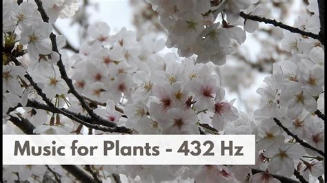 Music For Plants 432 Hz Frequency Music For Plants Growth And Happiness