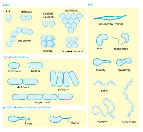 Bacterial Morphology Diagram Cs Microbiology Applied Science