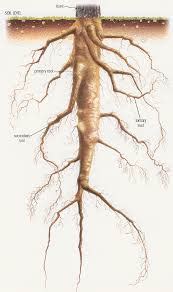 Taproot: Definition & Examples - Video & Lesson Transcript | Study.com