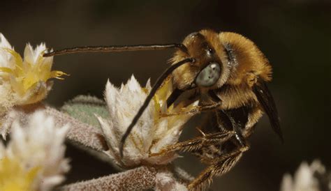 La importancia de las abejas para la vida en la Tierra y cómo cuidarlas