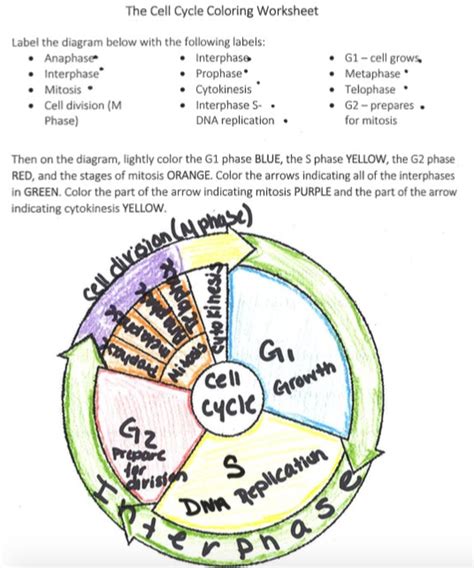 The Cell Cycle Coloring Worksheet Edutechspot