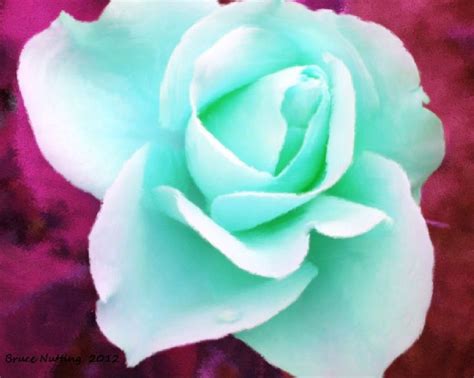 Light Blue Green Rose | Knockout roses, Flowers, Blue roses