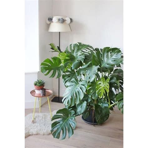 1 Bulbo Costela de Adão monstera Deliciosa Elo7