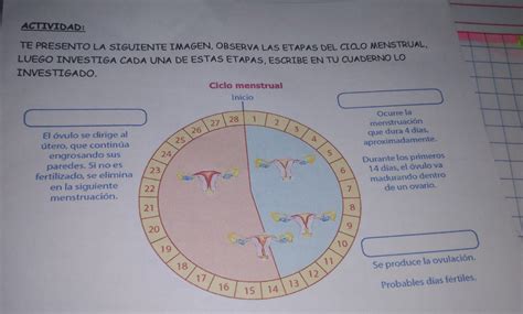 Te Presento La Siguiente Imagen Observa Las Etapas Del Ciclo