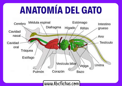 Anatomía Interna de un Gato