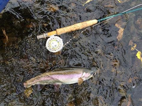 YAKIMA RIVER REPORT 10/31/31 - The Evening Hatch