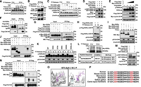 Centrosomal Localization of RXRα Promotes PLK1 Activation and Mitotic