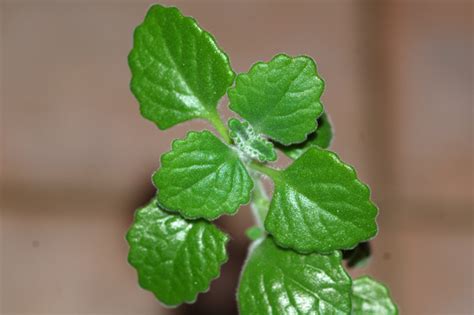 Plectranthus Socotranus