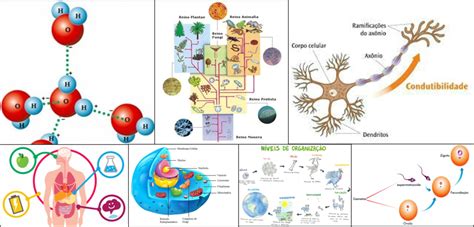 Seres Vivos Diagram Quizlet