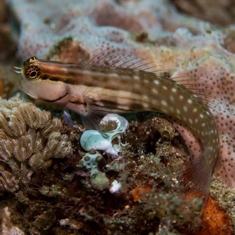 Starry Blenny - Fish and Coral Store