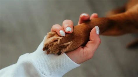 Cómo Cortarle Las Uñas A Un Perro Paso A Paso Wiikon