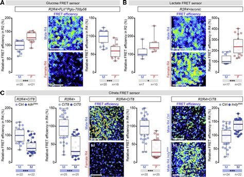 Sex Differences In Intestinal Carbohydrate Metabolism Promote Food Intake And Sperm Maturation Pmc